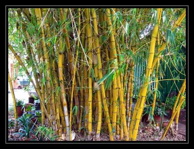 Bamboos