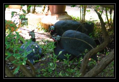 guinea fowl