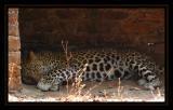 a very sad Leopard