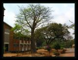 Baobab tree