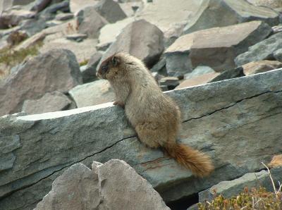 Mt. Rainier Marmot 01 061503