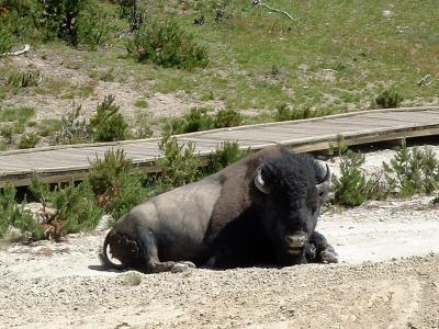 Bison near Mud Vulcano