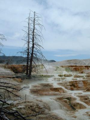 Lower Terraces<br> at Mammoth Springs
