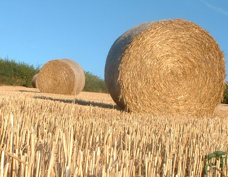 September 14 2003: <br>Making Hay...