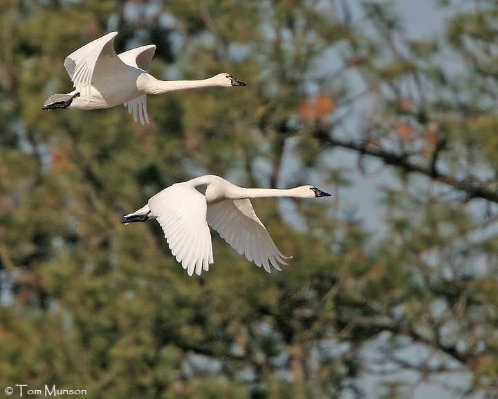 Tundra Swan