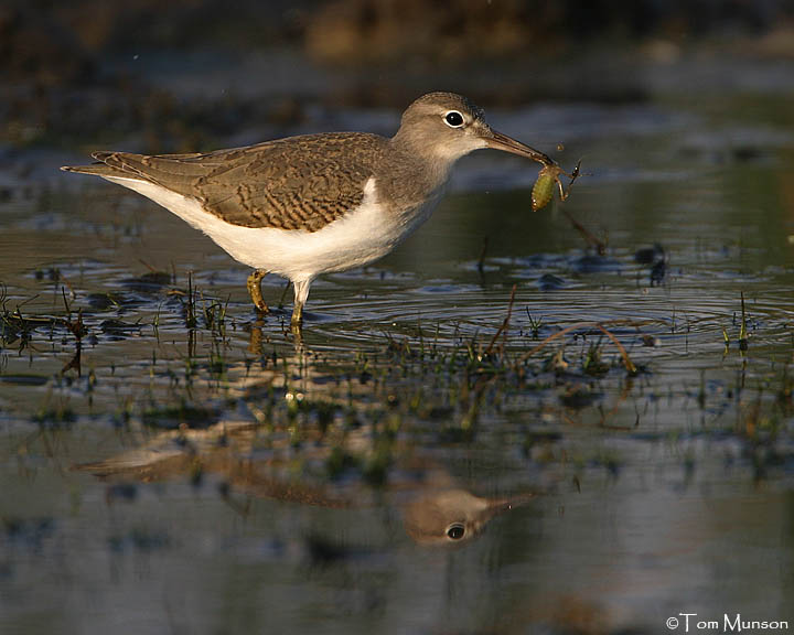 Spotted Sandpiper