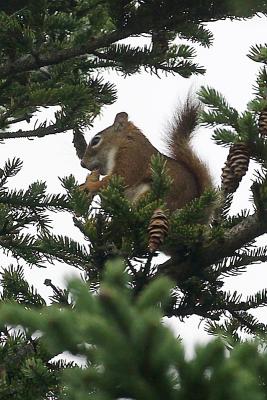 Red Squirrel busy gathering pine cones.
