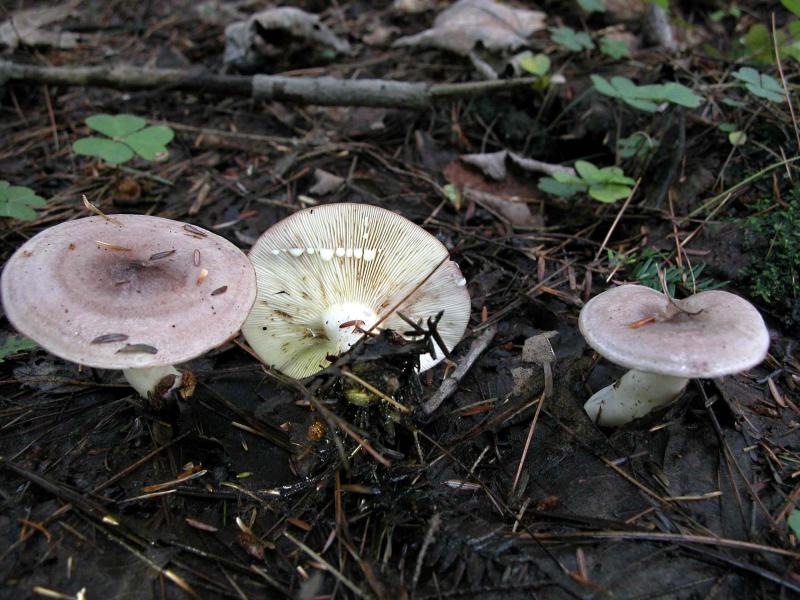 Lactarius-uvidus7594.jpg