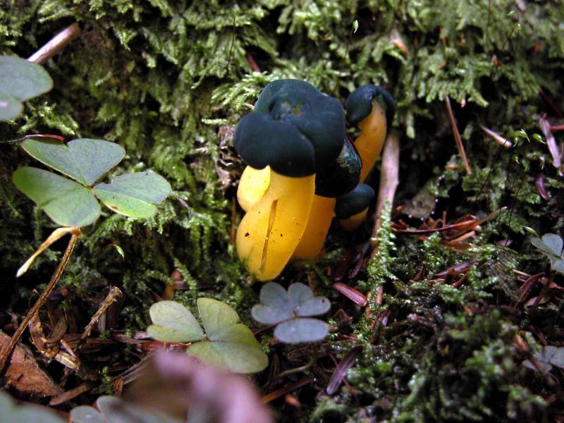 Leotia-viscosa7585.jpg