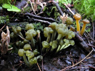 Leotia-atrovirens--lubrica.jpg