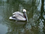 Proud Pelican