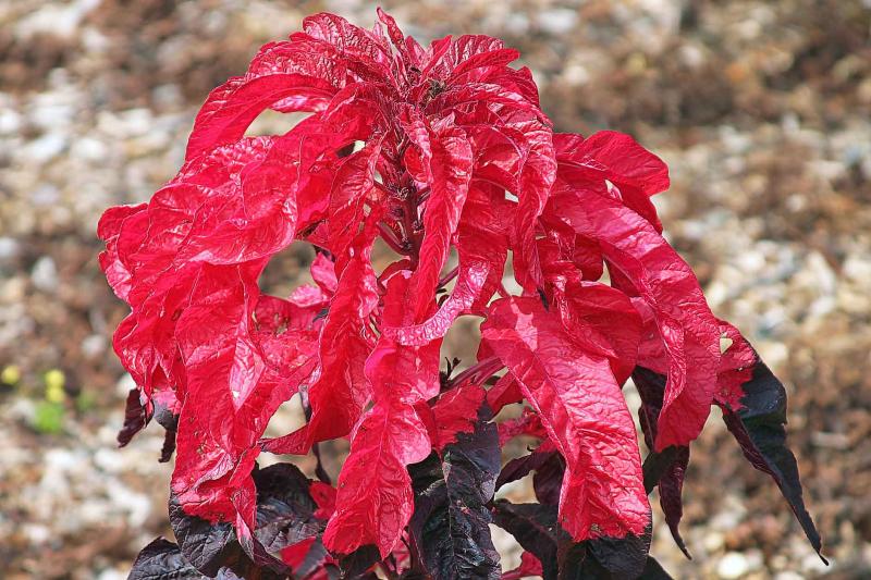 Red Flower