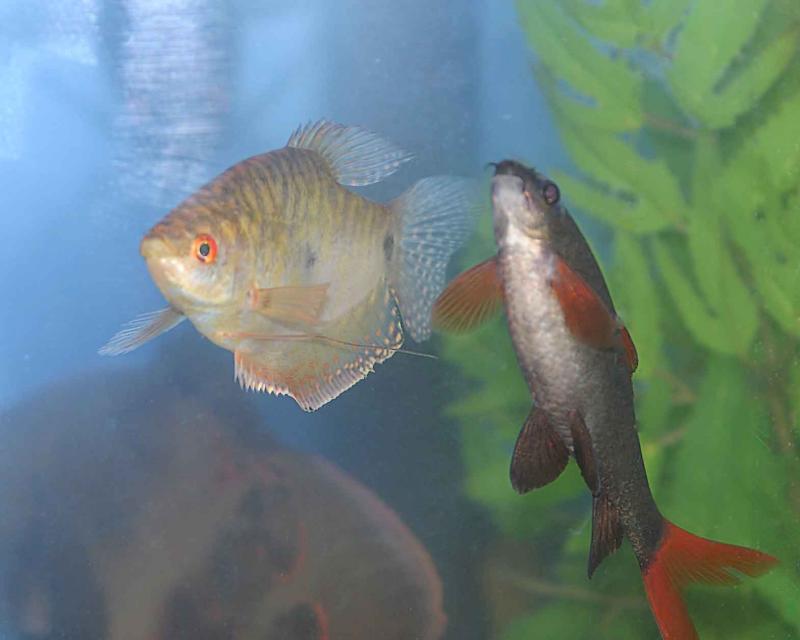 Two Fish