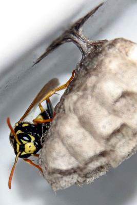 Mich-Bee