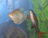 Two Fish