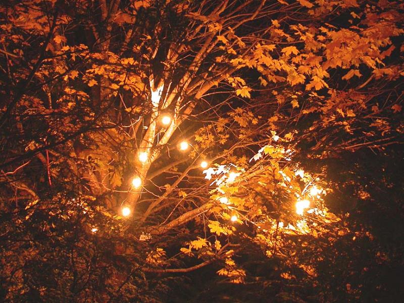 maple lights