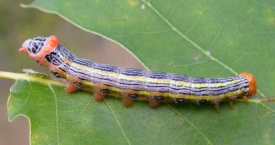Symmerista canicosta -- caterpillar