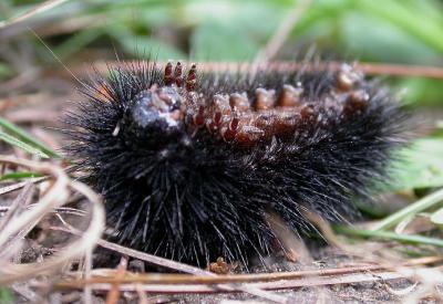 Ecpantheria scribonia -- caterpillar