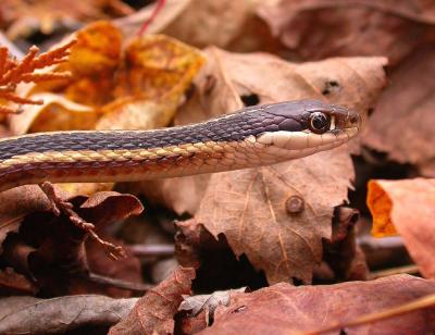 Thamnophis sauritus septentrionalis