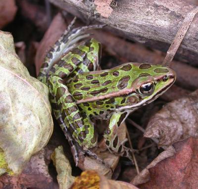Leopard frog -- Rana pipiens -- # 1
