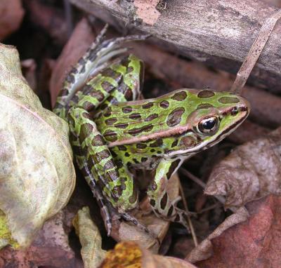 Leopard frog  --  Rana pipiens  -- # 1