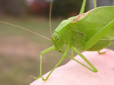 Oblong-winged Katydid -- Amblyorypha oblongifolia - 3