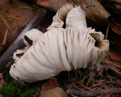 curled mushroom (not ID'd)