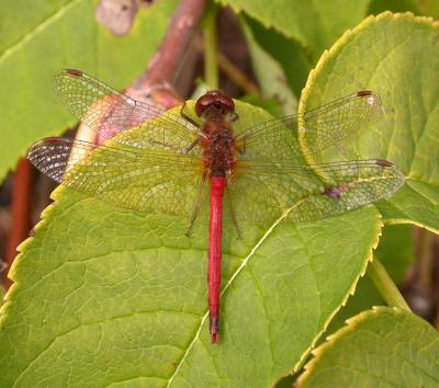 Sympetrum sp. dragonfly