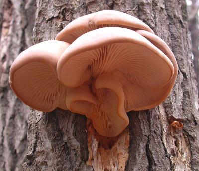 u33/crocodile/medium/36022752.pleurotus.jpg