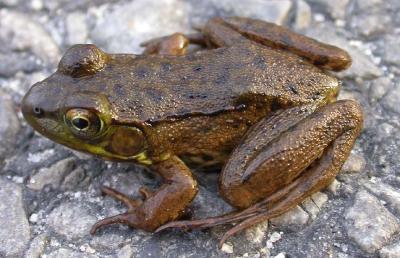 Rana clamitans - juvenile --top view