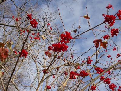 Highbush cranberries