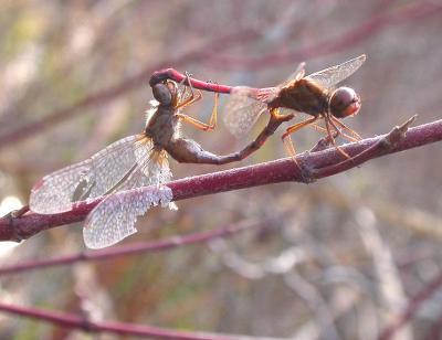 Sympetrum vicinum dragonflies-- mating pair