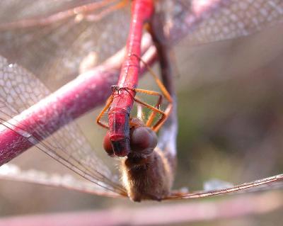 Sympetrum vicinum dragonflies-- clasp (detail)