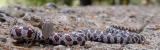 Lampropeltis triangulum triangulum