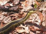 Thamnophis sirtalis sirtalis