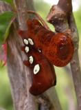 Eumorpha pandorus -- caterpillar 2