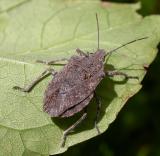 Brochymena quadripustulata (Fabricius)