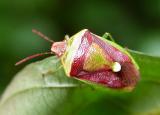 Banasa dimidiata stink bug