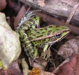 Leopard frog  --  Rana pipiens  -- # 1