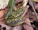 Leopard Frog -- Rana pipiens -- #2