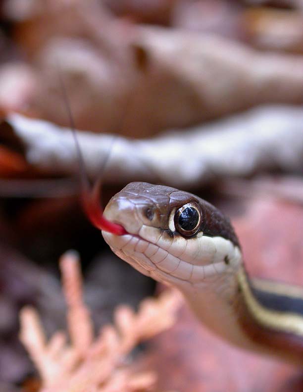 Thamnophis sauritus septentrionalis