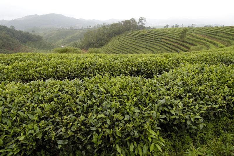 Tea trees