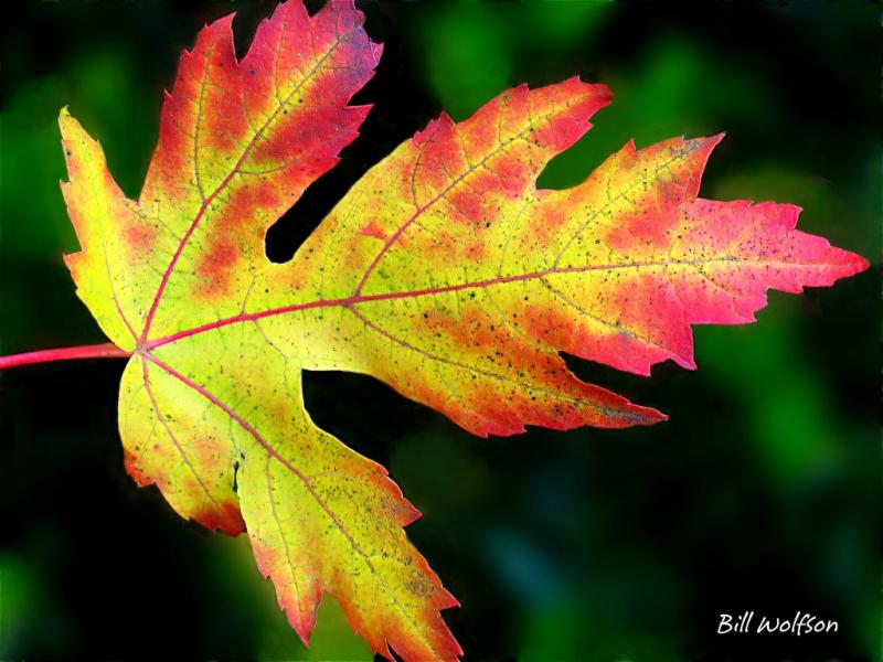 Maple Leaf*