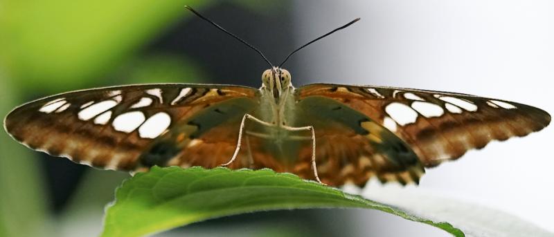 Butterfly *