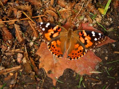 Autumn Monarch