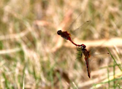 Love in Flight