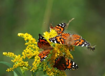 A Bouquet of Butterflies