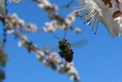 Flight of the Bumble Bee.jpg