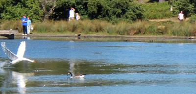 Ducks Away