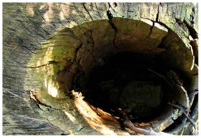 Inside a hollow log.